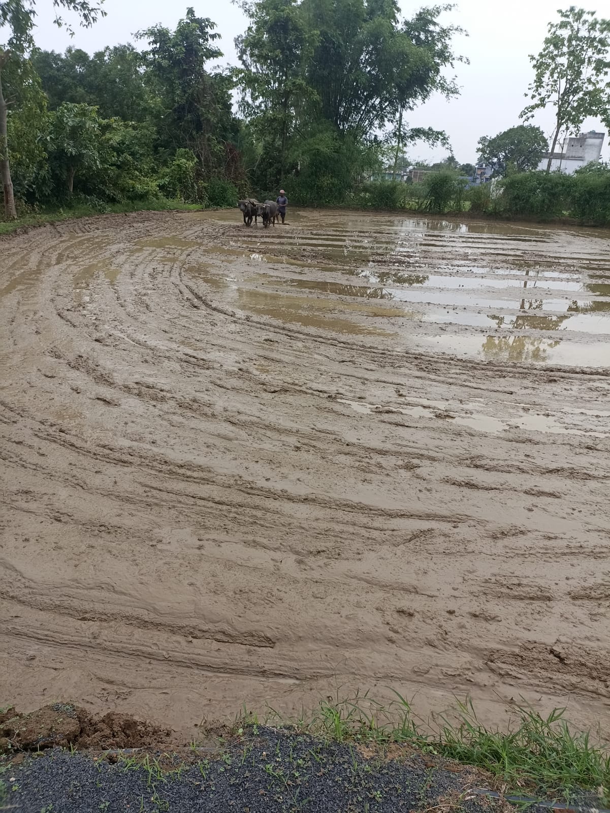 Farming Practical Development